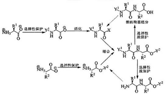 多肽合成的工作原理