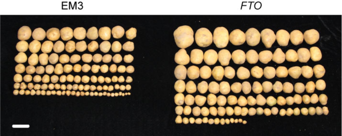 E:\Research\Epitransgenic Plants\rice\NBT submitted files\宣傳稿\微信圖片_20210721143553.jpg